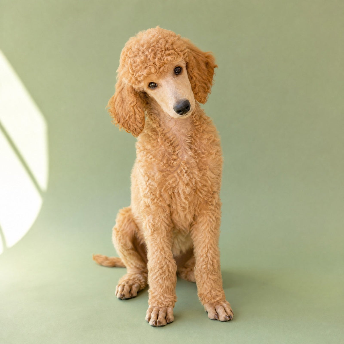 Puppy