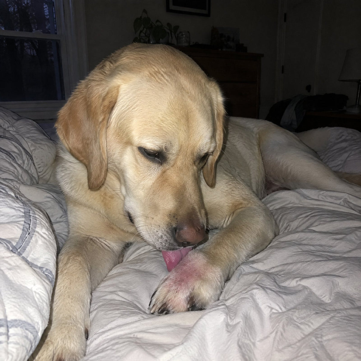 Paw licking at 2 a.m. again