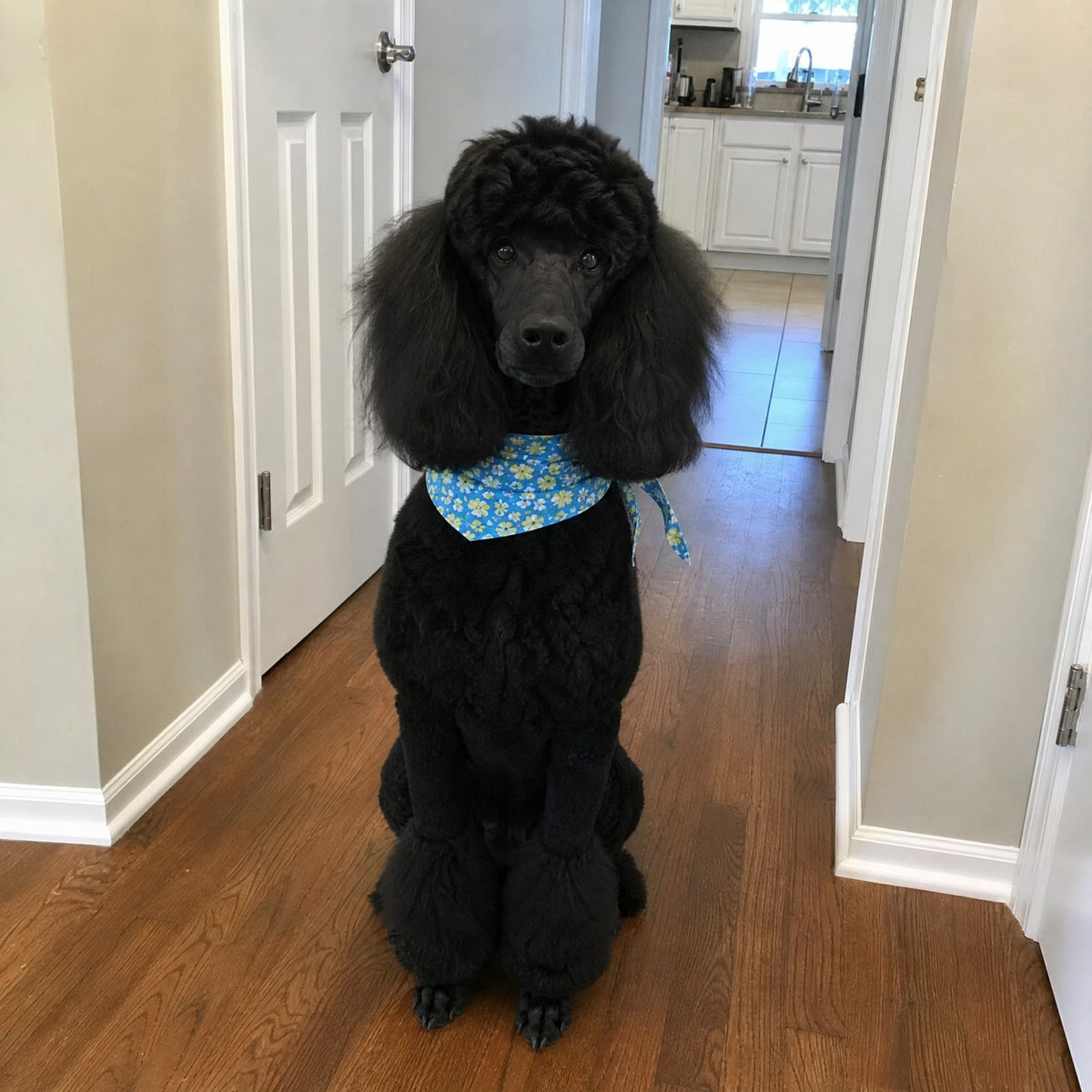 Standard poodle, 5
