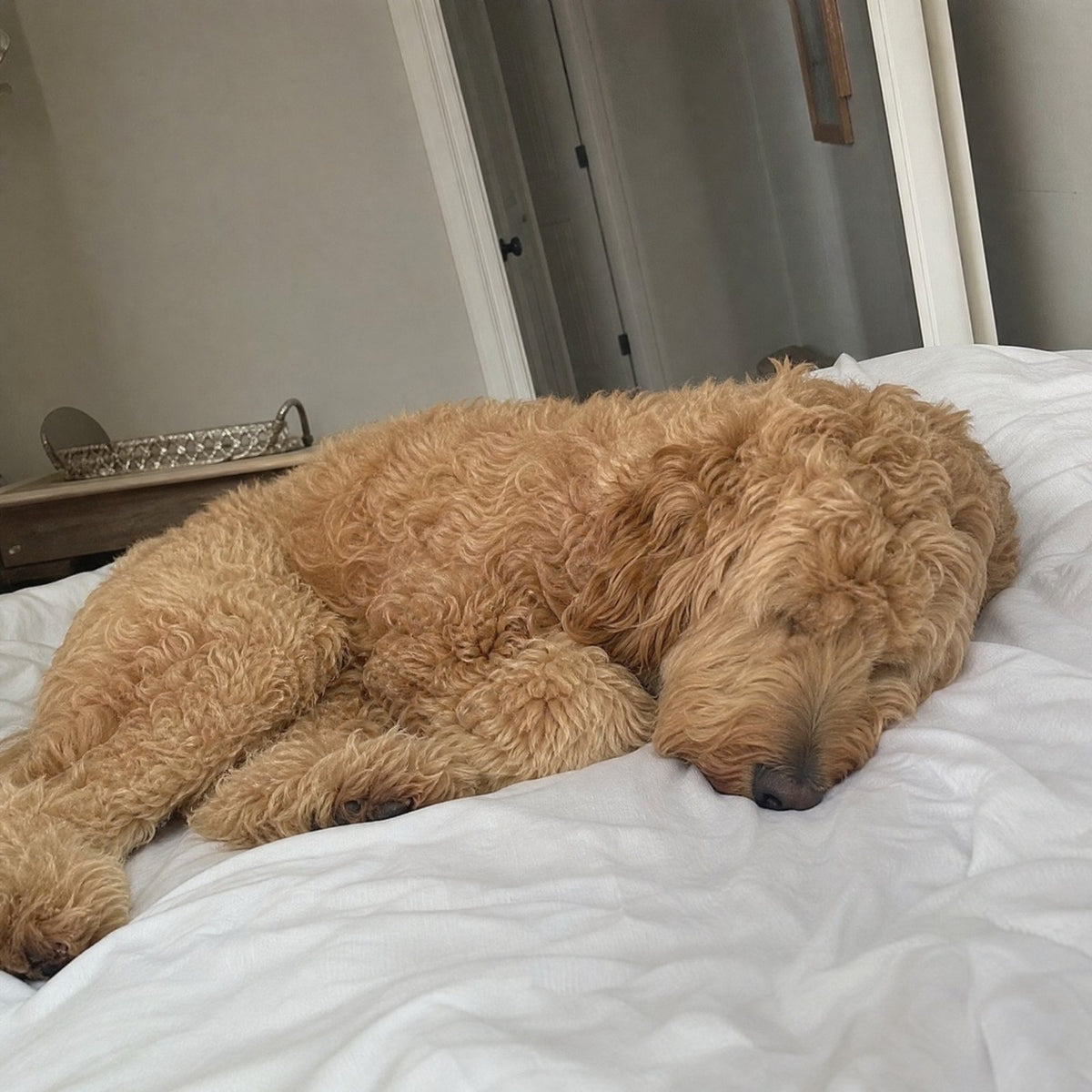 Goldendoodle, 4