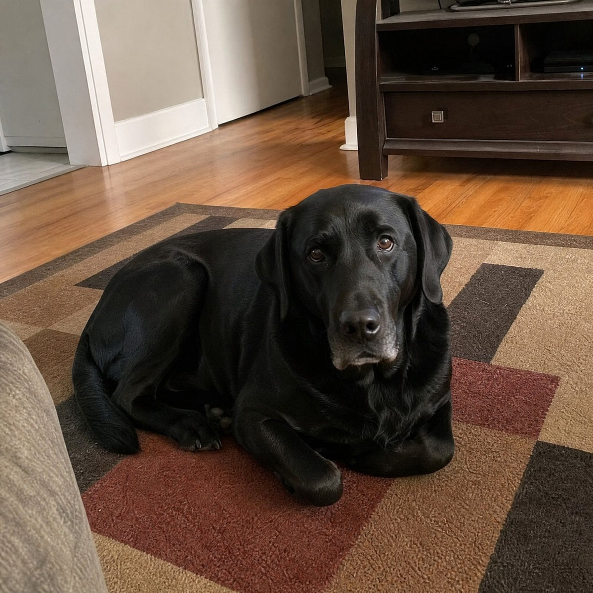 Black Lab, 6