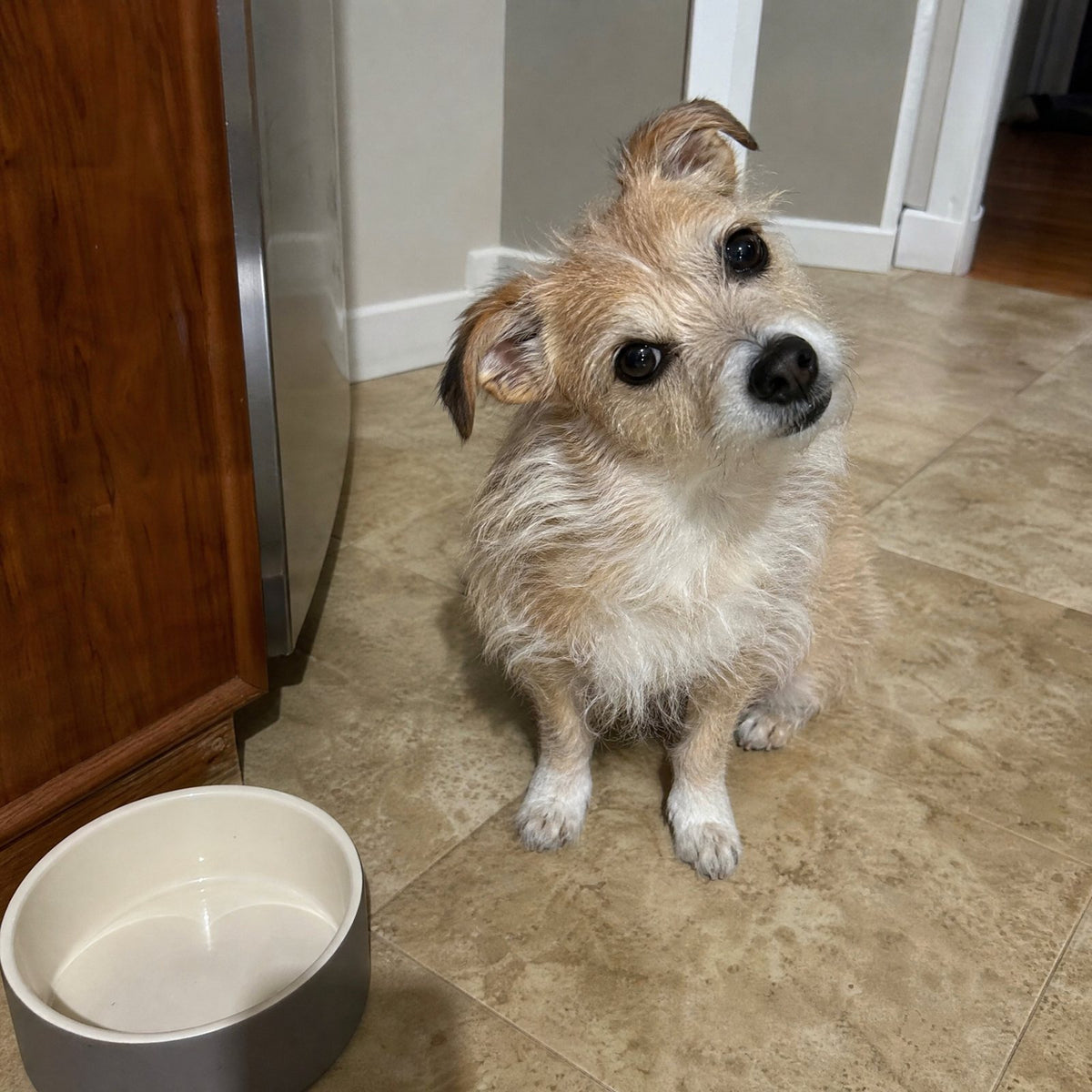 11 lb rescue mix, 3