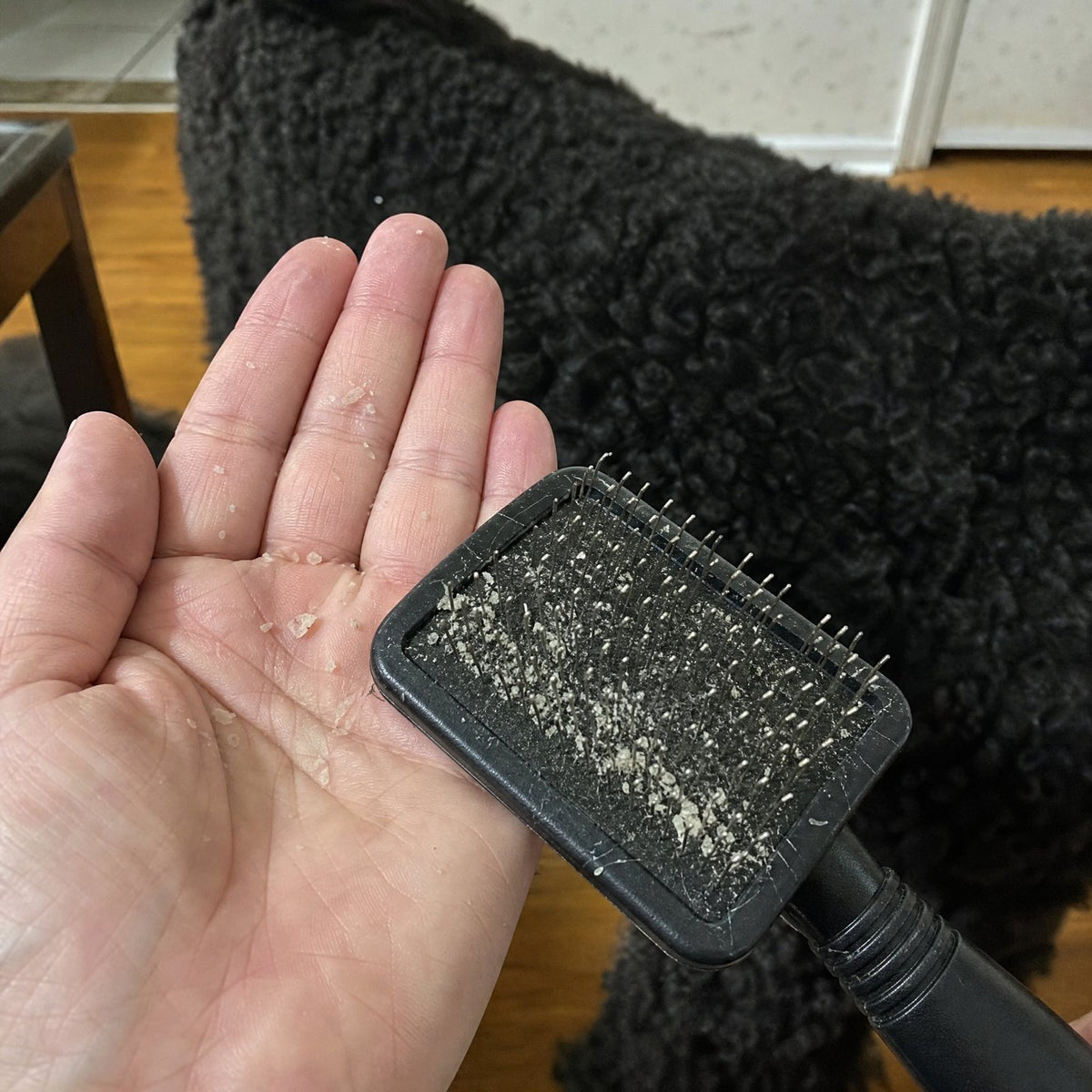 Flakes all over the dark couch